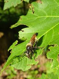 Attēlu rezultāti vaicājumam “Choerades sp.”