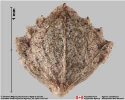 Attēlu rezultāti vaicājumam “Atriplex patula fruit”