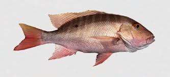 Image result for Lutjanus analis