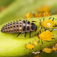 Attēlu rezultāti vaicājumam “Adalia bipunctata larva”