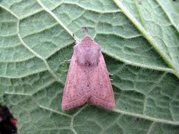 Attēlu rezultāti vaicājumam “Orthosia gracilis”