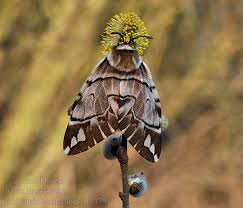 Attēlu rezultāti vaicājumam “Endromis versicolora”