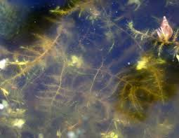 Attēlu rezultāti vaicājumam “Warnstorfia fluitans”