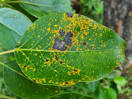 Attēlu rezultāti vaicājumam “Melampsora populnea”