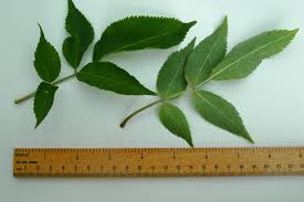 Attēlu rezultāti vaicājumam “Sambucus nigra leaf”