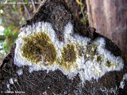 Attēlu rezultāti vaicājumam “Coniophora puteana”