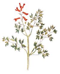 Image result for Fumaria officinalis