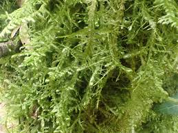 Attēlu rezultāti vaicājumam “Neckera complanata”