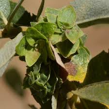 Attēlu rezultāti vaicājumam “Rabdophaga salicis”