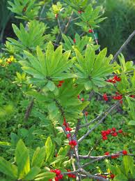 Attēlu rezultāti vaicājumam “Daphne mezereum fruit”