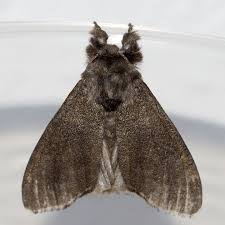 Attēlu rezultāti vaicājumam “Calliteara pudibunda”