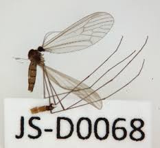 Attēlu rezultāti vaicājumam “Trichocera regelationis”