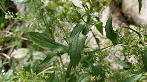 Attēlu rezultāti vaicājumam “Veronica anagallis-aquatica leaf”