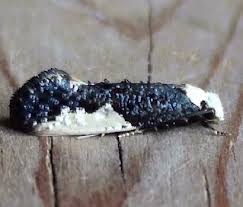 Attēlu rezultāti vaicājumam “Monopis monachella”