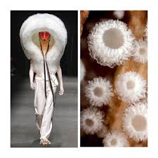 Attēlu rezultāti vaicājumam “Lachnum corticale”