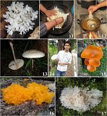 Attēlu rezultāti vaicājumam “Hericium coralloides”