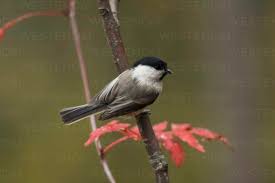 Attēlu rezultāti vaicājumam “Poecile montanus”