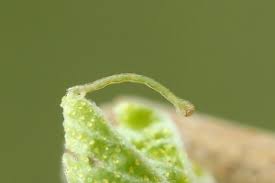 Attēlu rezultāti vaicājumam “Eulithis pyropata”