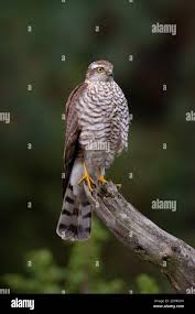 Attēlu rezultāti vaicājumam “Accipiter nisus”