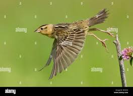 Image result for Dolichonyx oryzivorus