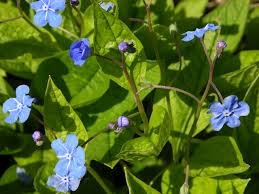 Image result for Omphalodes verna