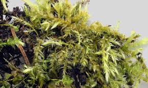 Attēlu rezultāti vaicājumam “Brachythecium”