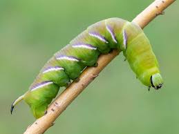 Attēlu rezultāti vaicājumam “Sphinx ligustri larva”