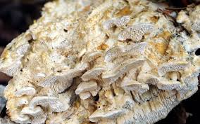 Attēlu rezultāti vaicājumam “Antrodia albida”