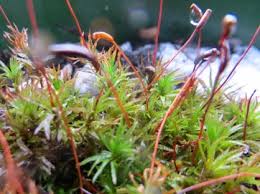 Attēlu rezultāti vaicājumam “Rhytidiadelphus subpinnatus sporophyte”