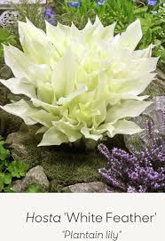 Image result for Hosta White Feather