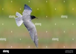 Attēlu rezultāti vaicājumam “Chlidonias niger”