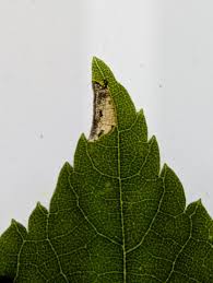 Attēlu rezultāti vaicājumam “Roeslerstammia erxlebella”