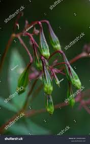 Attēlu rezultāti vaicājumam “Impatiens glandulifera fruit”