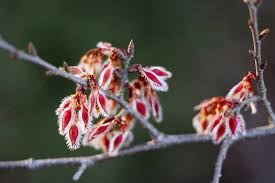 Attēlu rezultāti vaicājumam “Ulmus laevis flower”
