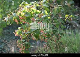 Attēlu rezultāti vaicājumam “Sorbus alnifolia fruit”