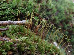 Attēlu rezultāti vaicājumam “Mnium hornum sporophyte”