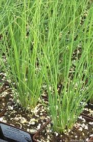 Image result for Allium schoenoprasum