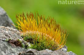 Attēlu rezultāti vaicājumam “Tortula muralis”