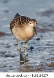 Attēlu rezultāti vaicājumam “Philomachus pugnax adult”