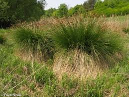 Attēlu rezultāti vaicājumam “Carex paniculata”