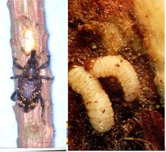 Attēlu rezultāti vaicājumam “Hylobius abietis”