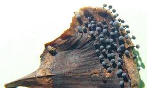 Attēlu rezultāti vaicājumam “Physarum leucophaeum”