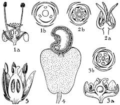 Attēlu rezultāti vaicājumam “Empetraceae”