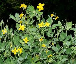 Image result for Chelidonium majus