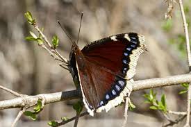 Attēlu rezultāti vaicājumam “Nymphalis antiopa upperside”