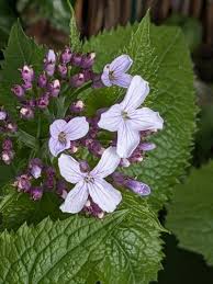 Attēlu rezultāti vaicājumam “Lunaria rediviva leaf”
