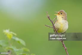 Image result for Hippolais polyglotta