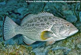 Image result for Mycteroperca phenax