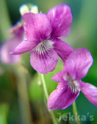 Attēlu rezultāti vaicājumam “Viola riviniana flower”