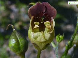Attēlu rezultāti vaicājumam “Scrophularia nodosa”